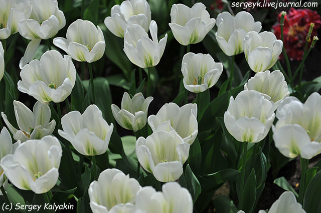Tulipa viridiflora Green Spirit.JPG