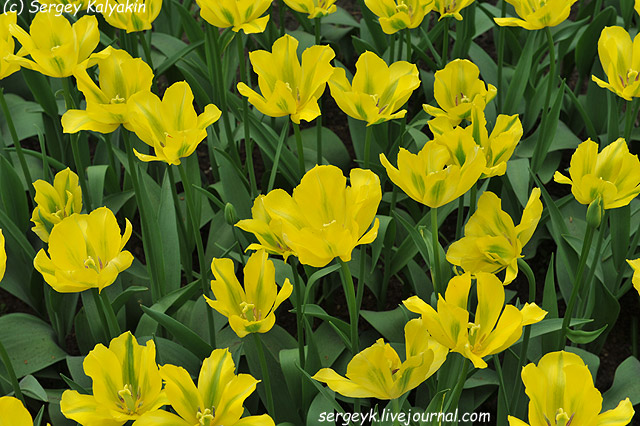 Tulipa viridiflora Yellow Spring Green (1).JPG