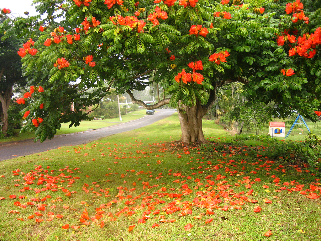 amazing-trees-6-2