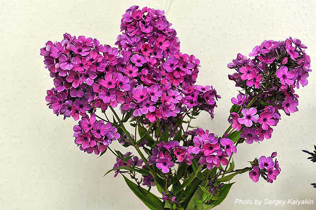 Phlox paniculata Ptitsa Gamayun (1).JPG