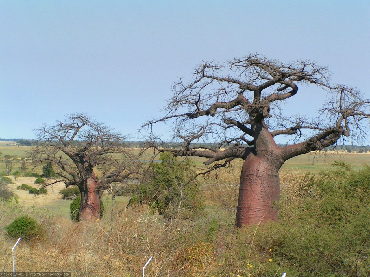 Baobab and Wildebeests