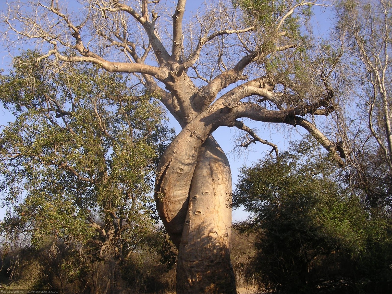 Baobab and Wildebeests