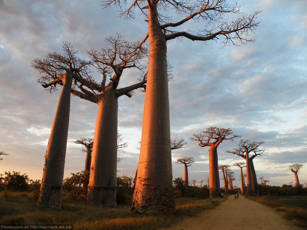 Baobab and Wildebeests