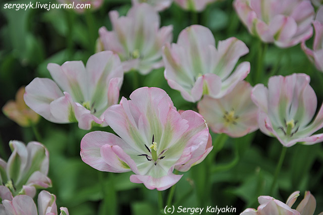 Tulipa viridiflora Groenland.JPG