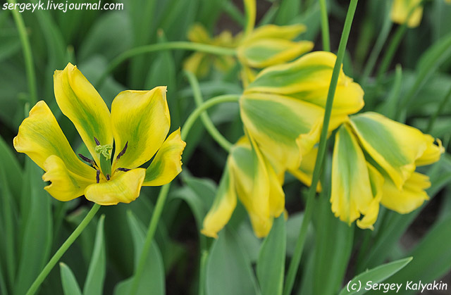 Tulipa viridiflora Formosa.JPG