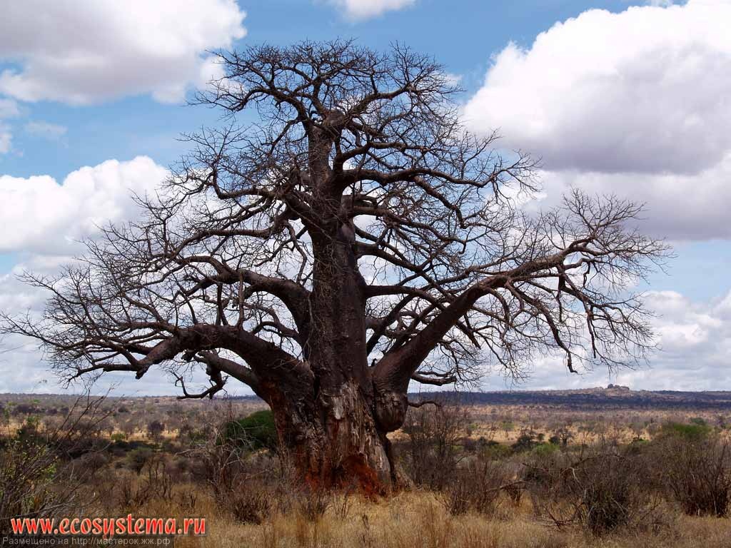 Baobab and Wildebeests