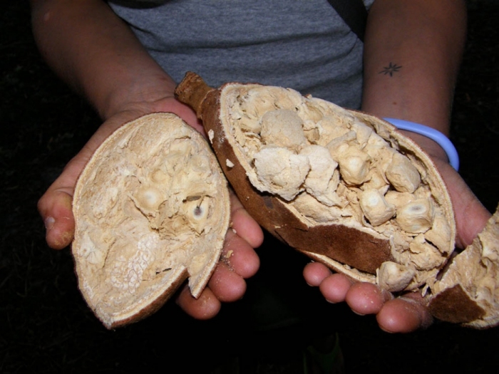 Baobab and Wildebeests