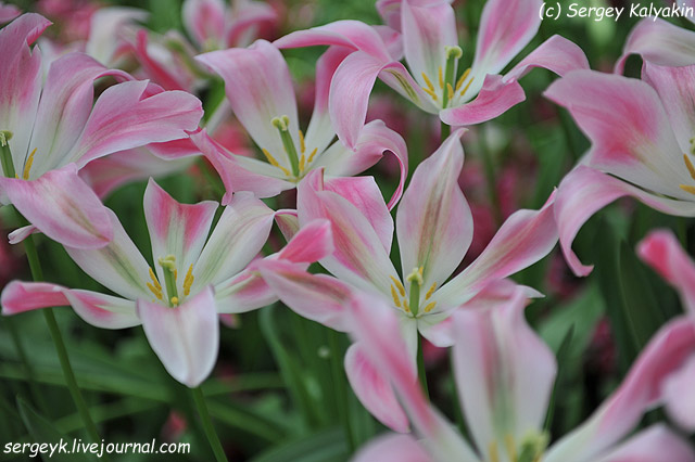 Tulipa viridiflora Florosa.JPG