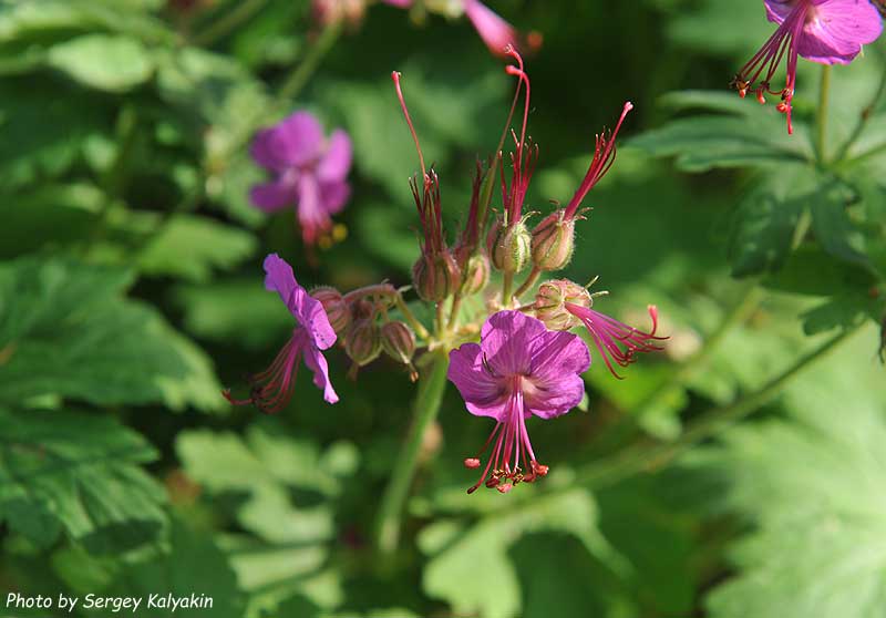 Geranium macrorrhizum Bevans Variety.JPG