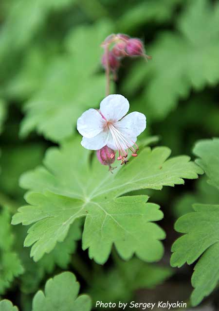 Geranium macrorrhizum Spessart (5).JPG