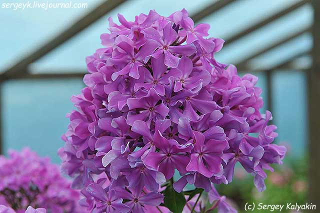 Phlox paniculata Gordost Rossii (10).jpg