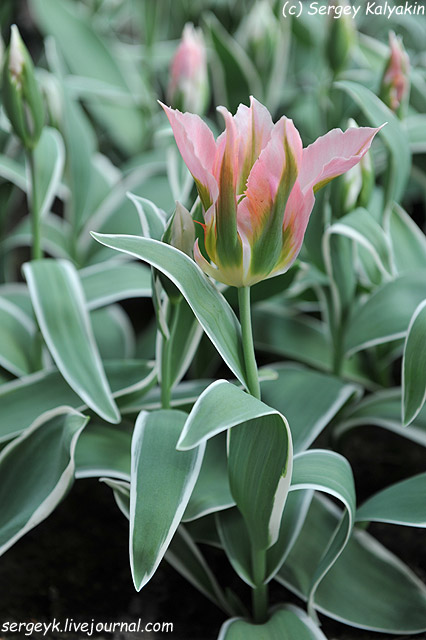 Tulipa viridiflora Lucy (2).JPG