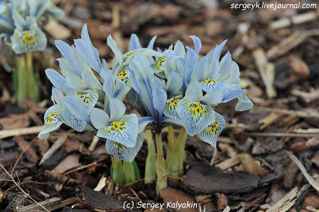 Iridodictyum reticulatum Katharine Hodgkin  (5).JPG