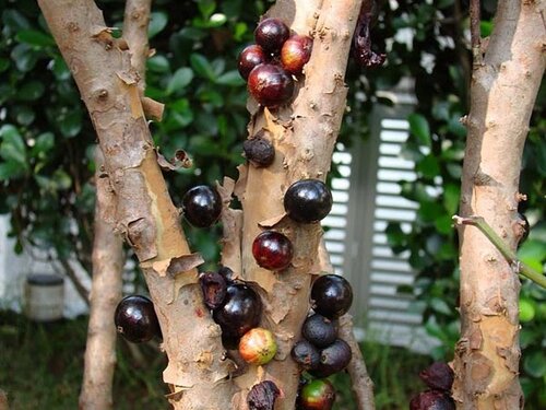 Виноградное дерево, Jabuticaba