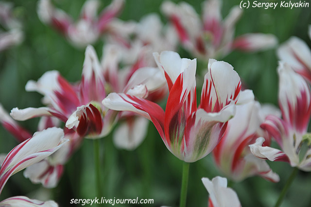Tulipa viridiflora Flaming Springgreen (1).JPG