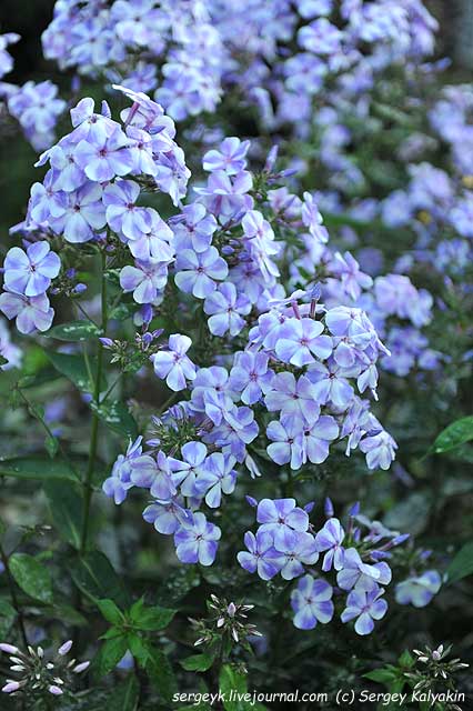 Phlox paniculata Gzhel (1).JPG