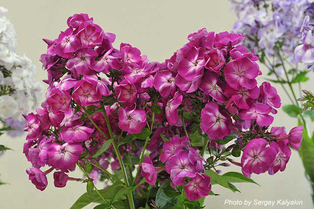 Phlox paniculata Zvezda (17).JPG