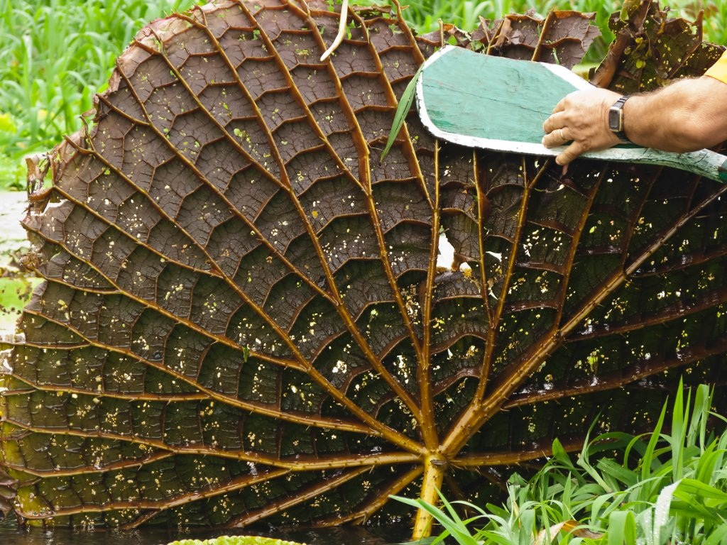 Detail of a Giant Amazon Lily Pad, Amazonas State, Brazil