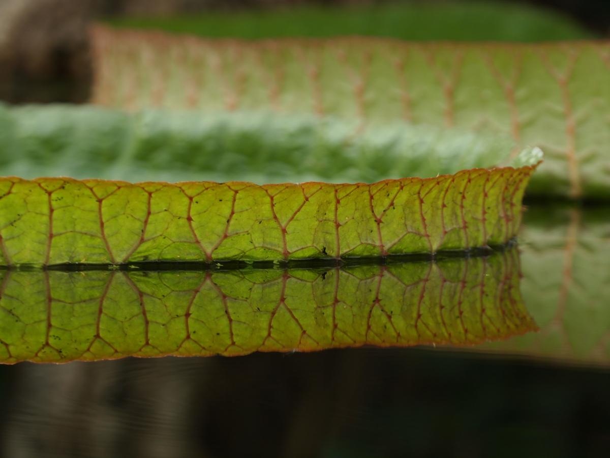 Detail of a Giant Amazon Lily Pad, Amazonas State, Brazil