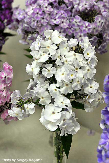 Phlox paniculata Skazanie (1).JPG