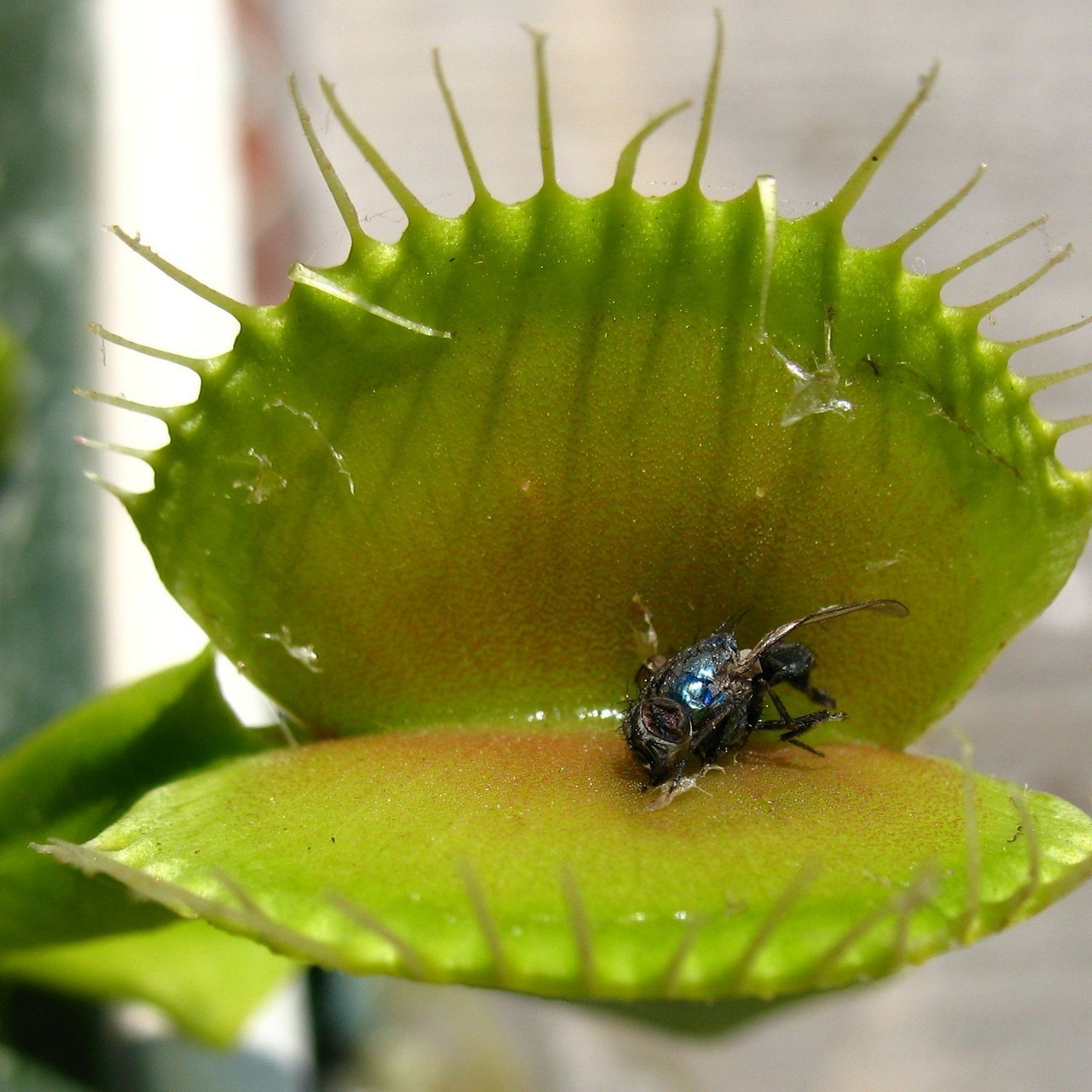 Dionaea Muscipula