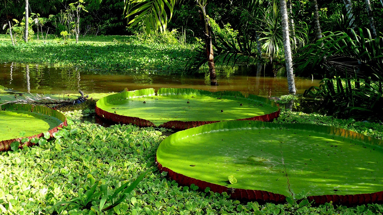 Detail of a Giant Amazon Lily Pad, Amazonas State, Brazil