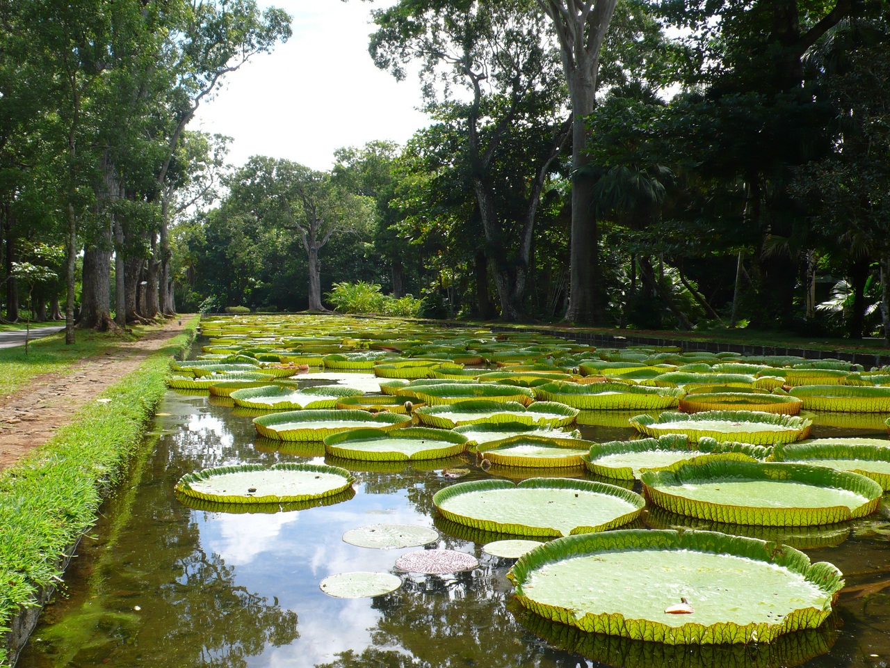 Detail of a Giant Amazon Lily Pad, Amazonas State, Brazil