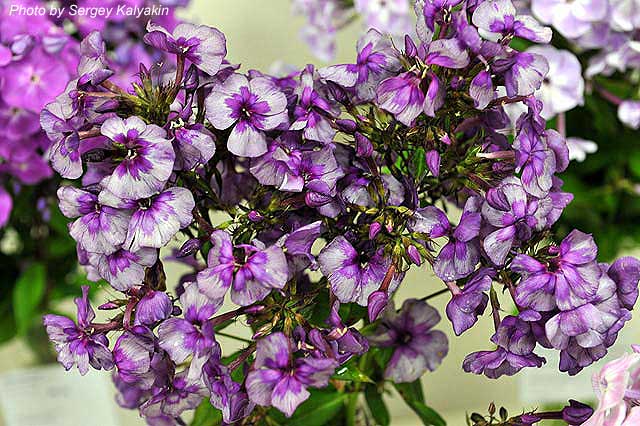 Phlox paniculata Samotsvety (7).JPG