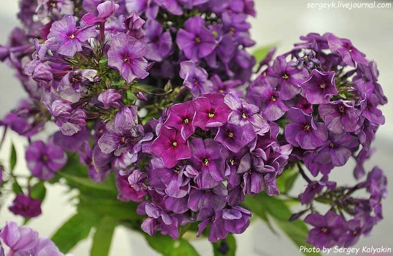 Phlox paniculata Starina.JPG