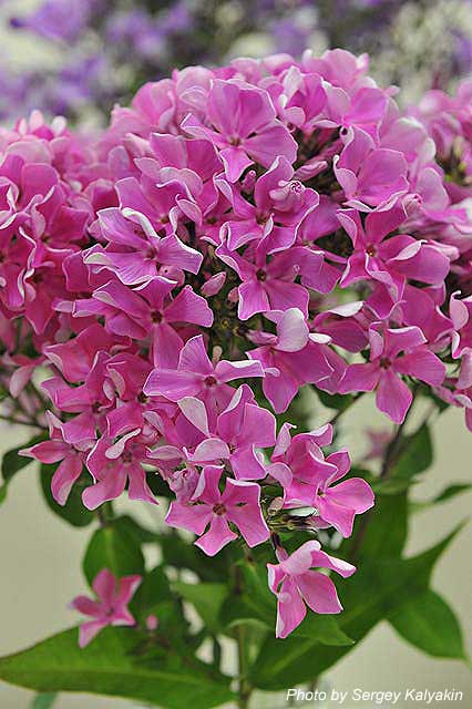 Phlox paniculata Polka-Babochka (10).JPG