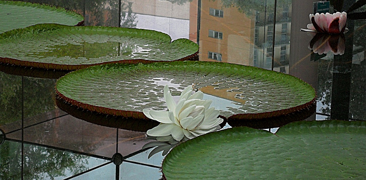 Detail of a Giant Amazon Lily Pad, Amazonas State, Brazil