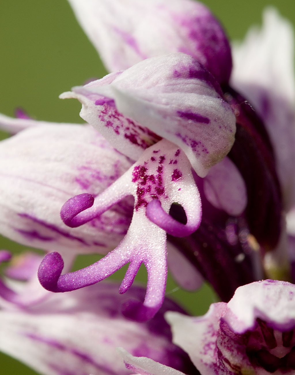 Monkey Orchid (Orchis simia)