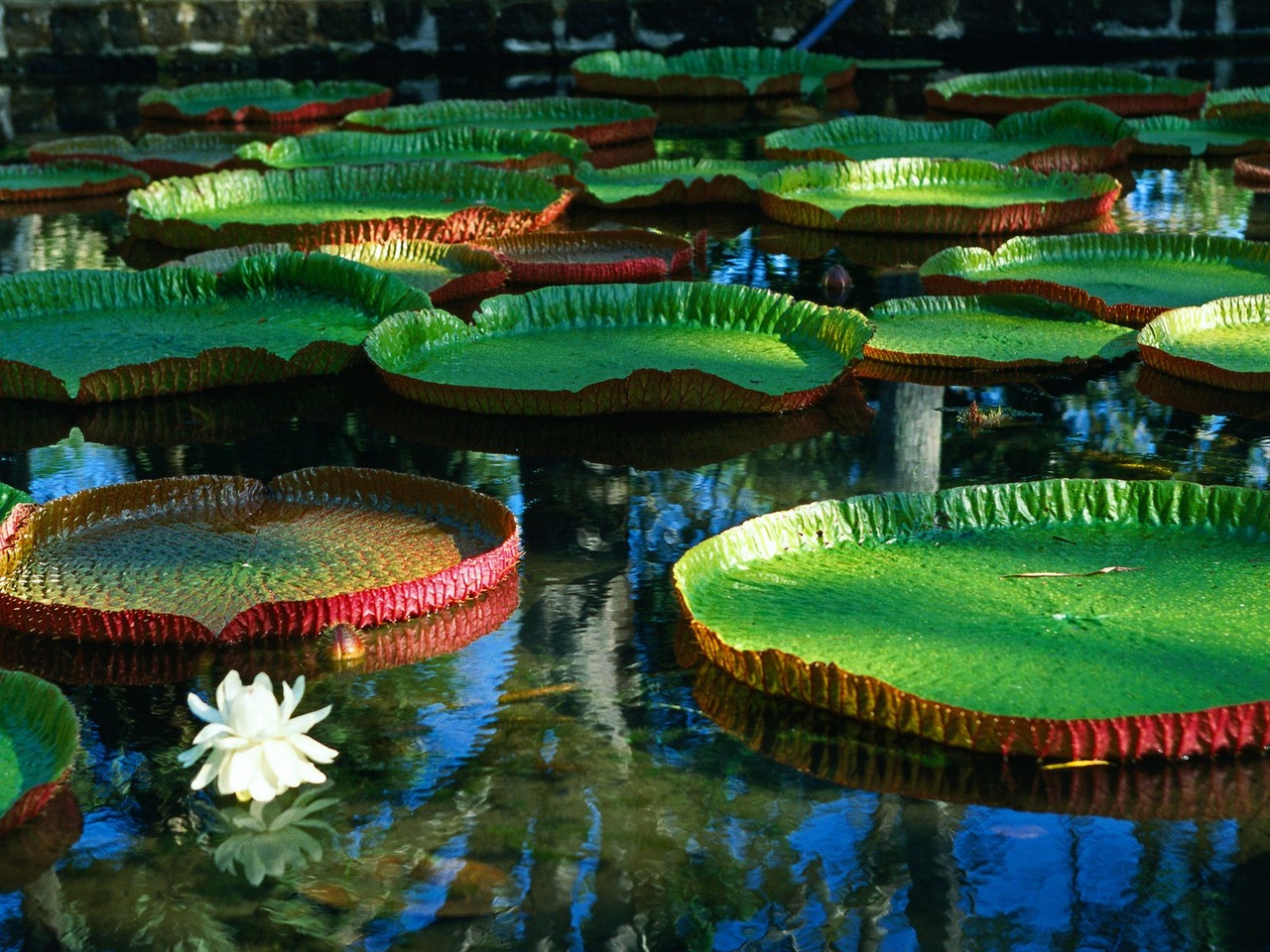 Detail of a Giant Amazon Lily Pad, Amazonas State, Brazil