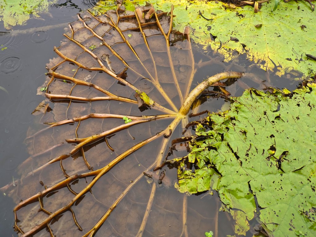 Detail of a Giant Amazon Lily Pad, Amazonas State, Brazil