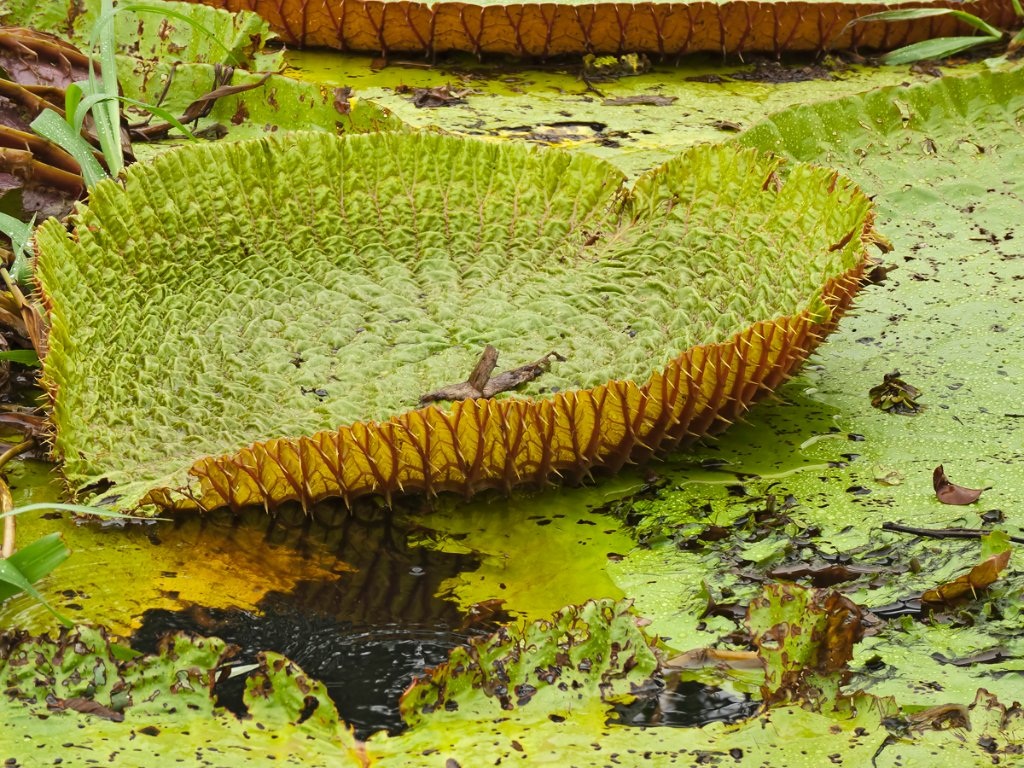 Detail of a Giant Amazon Lily Pad, Amazonas State, Brazil