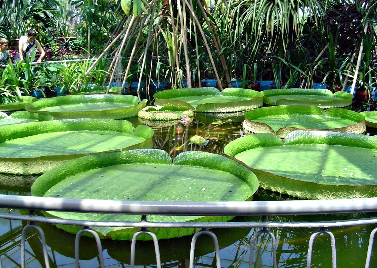 Detail of a Giant Amazon Lily Pad, Amazonas State, Brazil