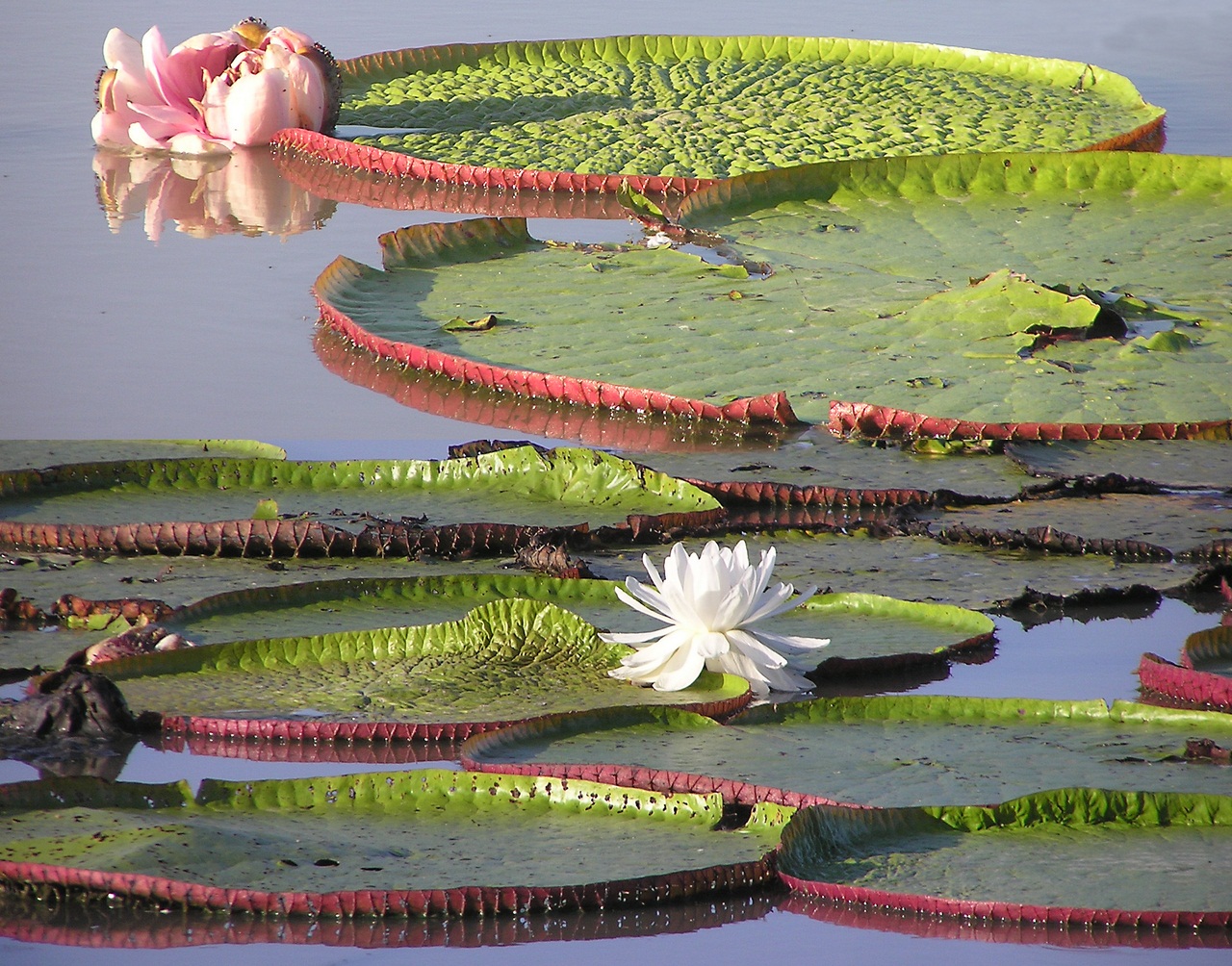 Detail of a Giant Amazon Lily Pad, Amazonas State, Brazil