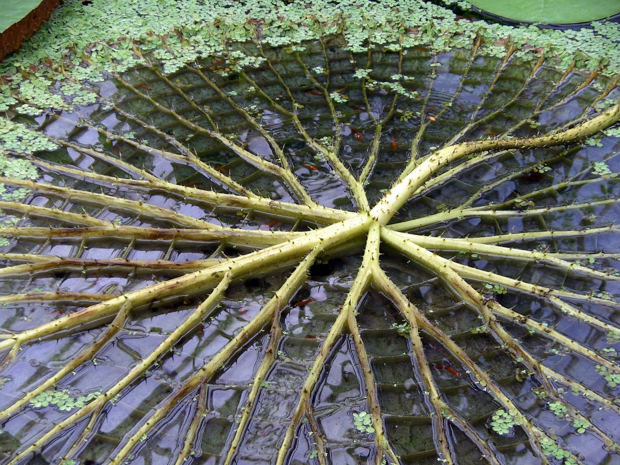 Detail of a Giant Amazon Lily Pad, Amazonas State, Brazil