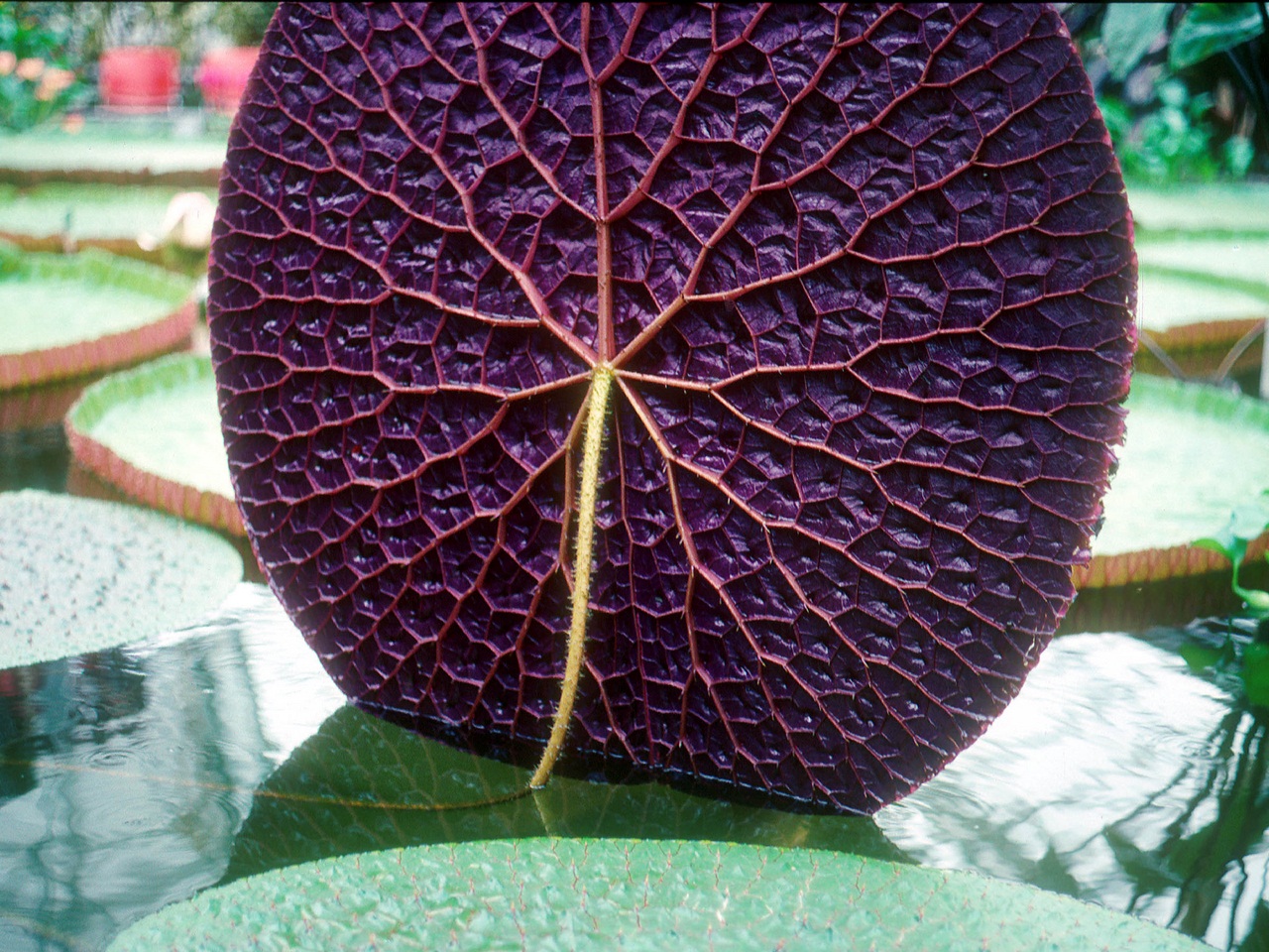 Detail of a Giant Amazon Lily Pad, Amazonas State, Brazil