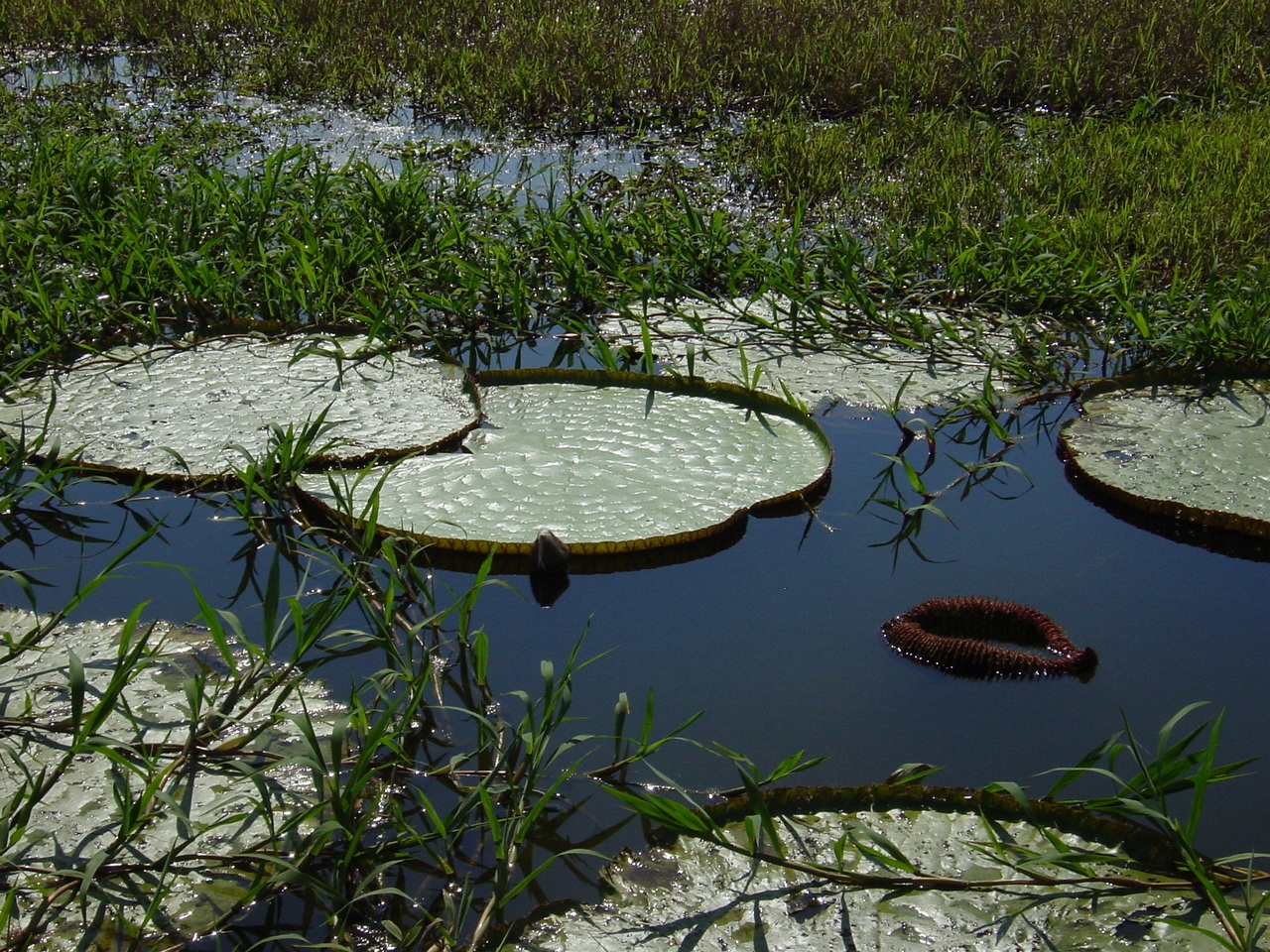 Detail of a Giant Amazon Lily Pad, Amazonas State, Brazil