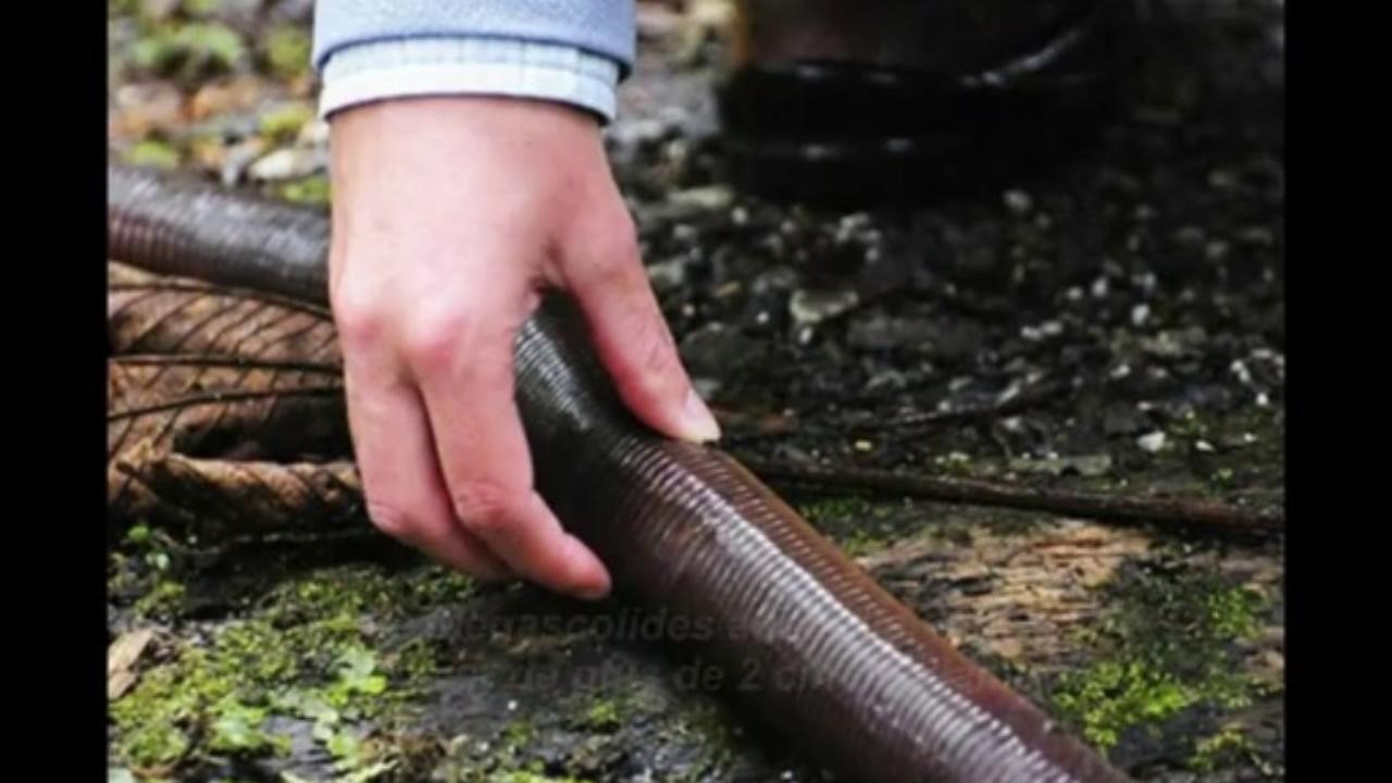 Австралийский гигантский дождевой червь (лат. Megascolides australis) (англ. Giant  earthworm)