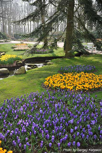 Keukenhof 104.JPG