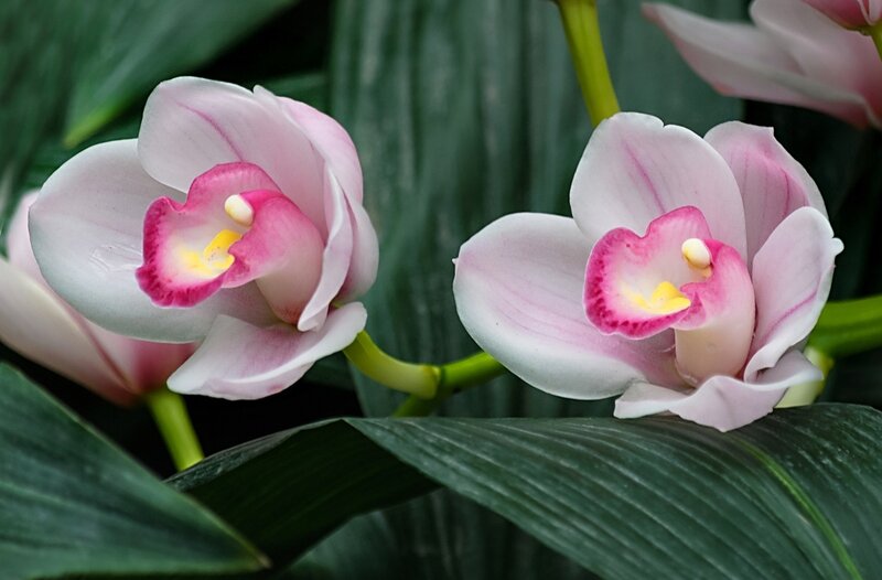 Близняшки орхидеи.