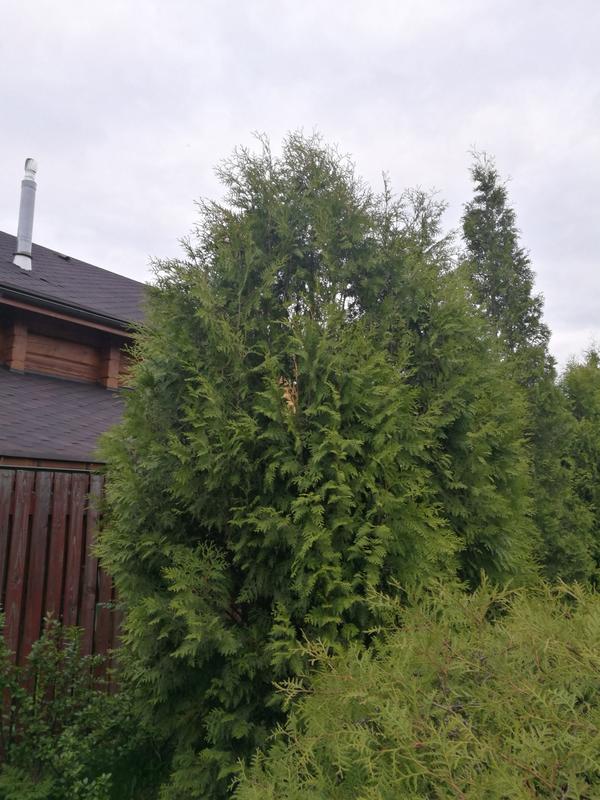 Рядом с предыдущей, тоже вчера одна веточка