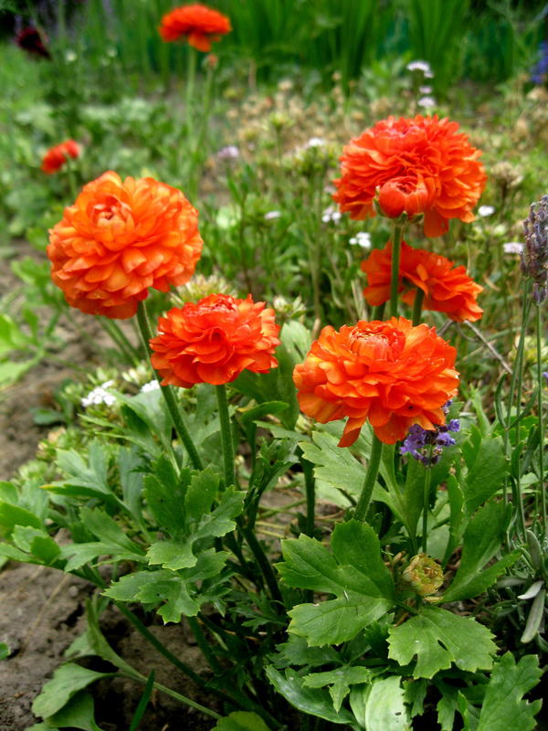 ранункулюс