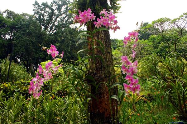 Орхидея - эпифит