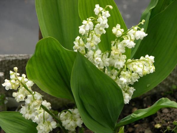 Convall&aacute;ria Flore Plena