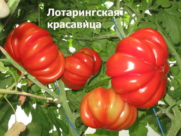 Томат сорт &amp;amp;#39;Beauty Lottringa Red&amp;amp;#39; фото сайта sadik45.ru
