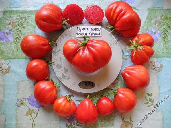 Томат сорт &amp;amp;#39;Cuneo Giant Pear&amp;amp;#39; фото сайта www.tomat-pomidor.com