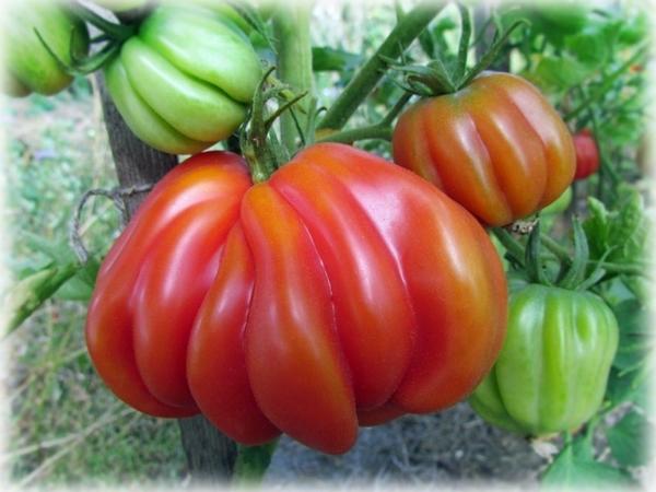 Томат сорт &amp;amp;#39;Tlacolula Red&amp;amp;#39; фото сайта www.my-tomatoes.com